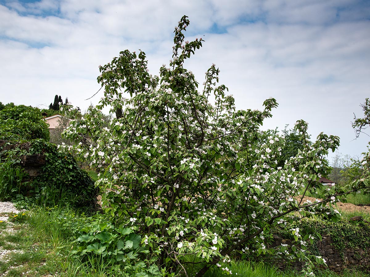 Habitus